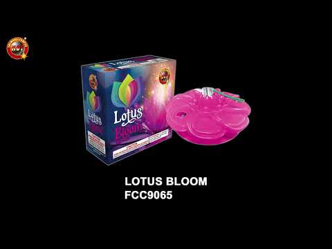 Lotus Bloom video