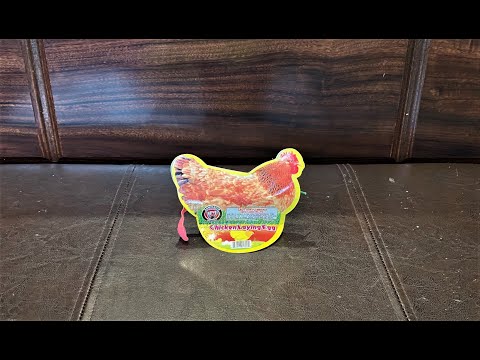 Hen Laying Egg With Balloon video
