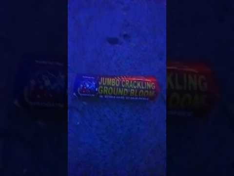 Jumbo Crackling Ground Bloom Flower video