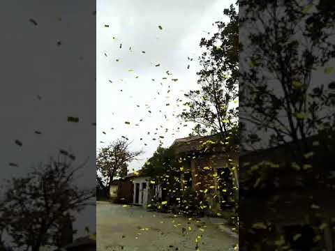 Metalic Gold Party Confetti  Shooter video