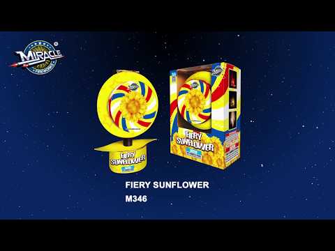 Fiery Sunflower video